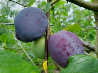 Plum variety Malling Elizabeth growing in the Plum Demonstration Centre