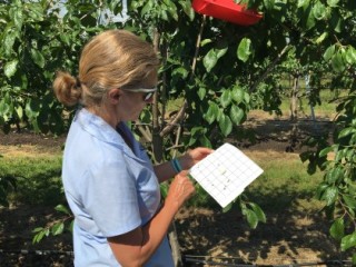 NIAB researcher in the Plum Demonstration Centre