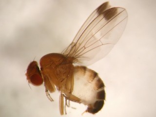 Adult male SWD