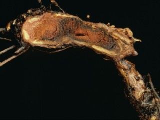 Strawberry crown rot