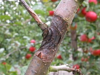 Nectria foot canker