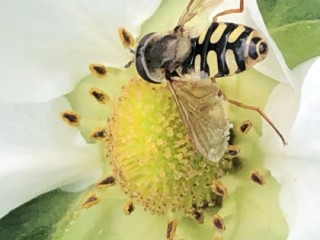 Hoverfly on strawberry flower