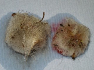 Rhizopus growth on strawberry