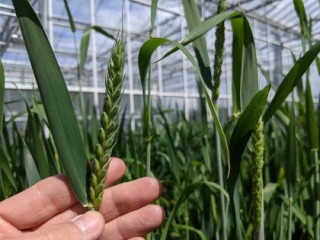 Person holding a wheat ear