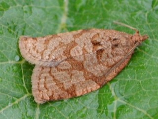 Summer fruit tortrix adult