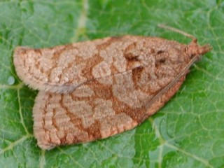 Summer fruit tortrix adult