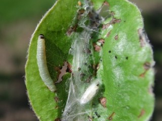 Tortrix caterpillar and ectoparasite