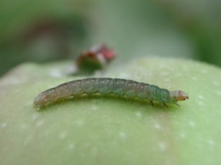 Tortrix caterpillar on apple