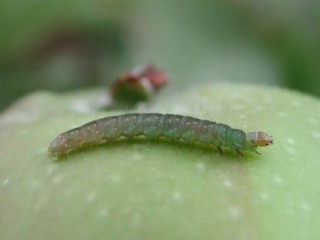 Tortrix caterpillar on apple Tortrix caterpillar on apple