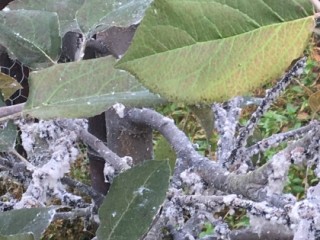 Woolly apple aphid