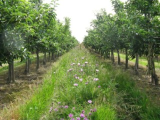 Wild flower strip in orchard