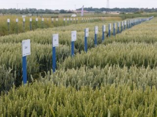 NIAB wheat variety demos