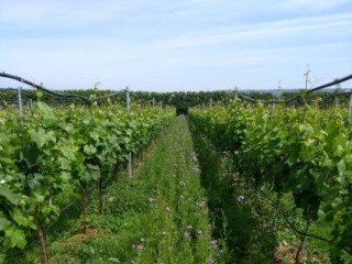 Cover crop growing between vines in the experimental vineyard at NIAB East Malling