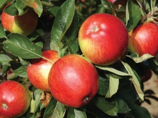 Ripe apples on a tree