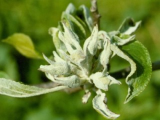 Primary blossom mildew