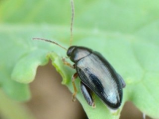 Cabbage stem flea beetle