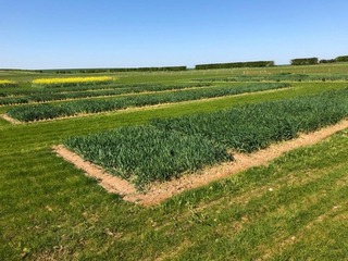 The Cereals site at Duxford 2020