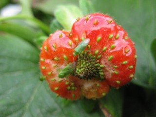 Common green capsid on a strawberry