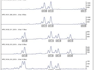 DNA Fingerprinting