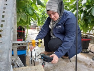 CTP FCR PhD Student Ece Moustafa undertaking research in the glasshouse surrounded by raspberry plants