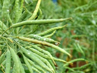 Oil seed rape pods, covered with rain droplets