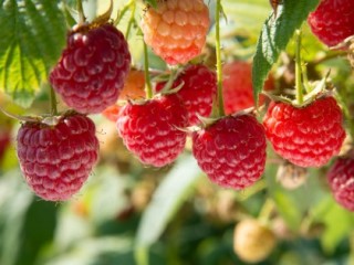 Raspberries