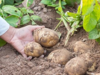 A hand holding two potatoes