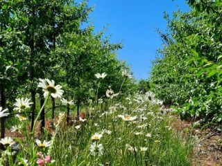 Wild flower strip sown between rows of plum trees in the NIAB Plum Demonstration Centre