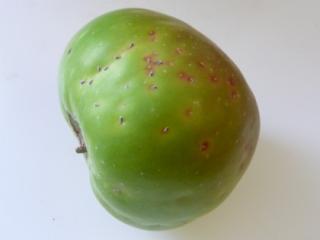 Mussel scale on apple