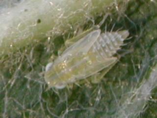 Leafhopper nymph