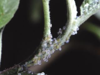 Apple sucker larval wax