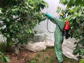 Bait spray being applied to a reduced area of cherry canopy