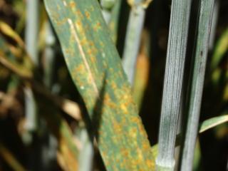 Brown rust in wheat