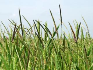 Black-grass at Hardwick, NIAB's National Black-grass centre