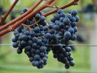 Grapes growing on a vine at Niab East Malling