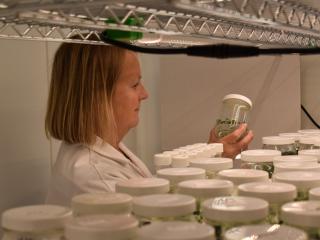 Niab staff member looking at pots in Niab's Tissue Culture lab