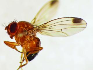 Male spotted wing drosophila