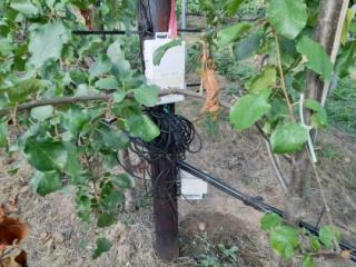Monitoring irrigation on a plum tree at Niab East Malling
