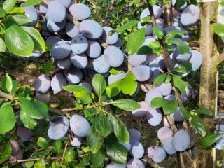 Plums in the Niab Plum Demonstration Centre