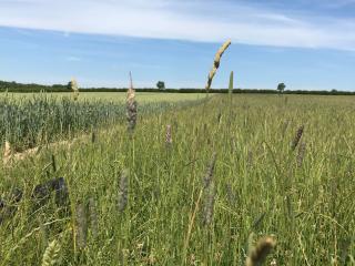 Herbal ley webinar - 15 April 2026