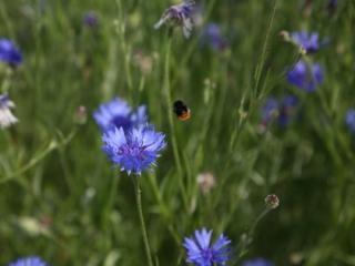 Bumblebee flying towards cornflowers
