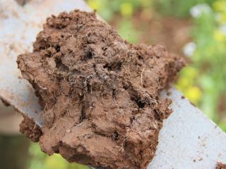 A spadeful of soil