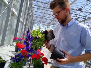 Ben Tea assesing plants in a glasshouse