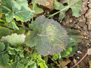 Light leaf spot in WOSR