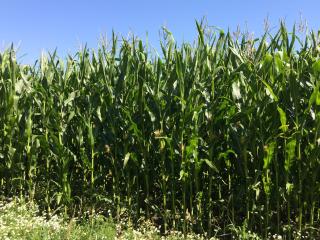 Forage maize