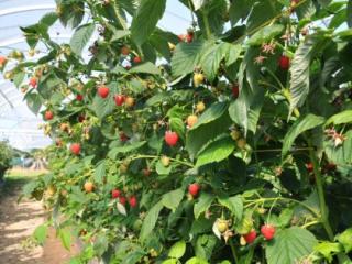 Himbeersorte Malling™ Bella®