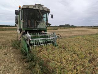 Chickpea trial harvesting at Niab 2025