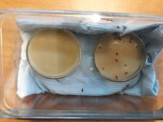 SWD Adults exposed to media previously exposed to D. melanogaster