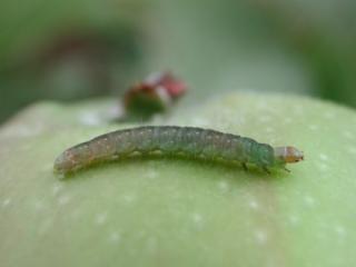 Tortrix caterpillar on apple