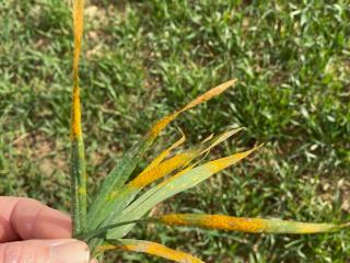 Yellow rust on wheat